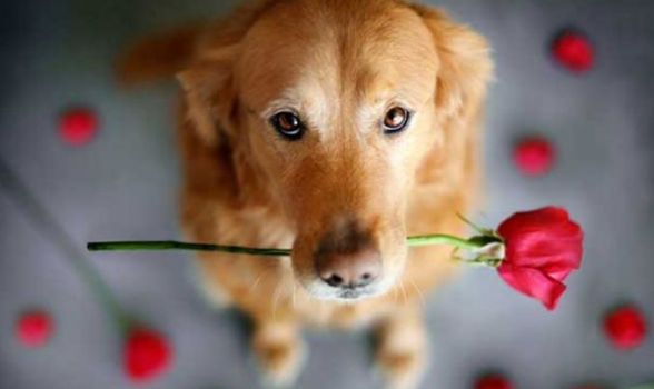 Três maneiras do seu cachorro demonstrar amor por você