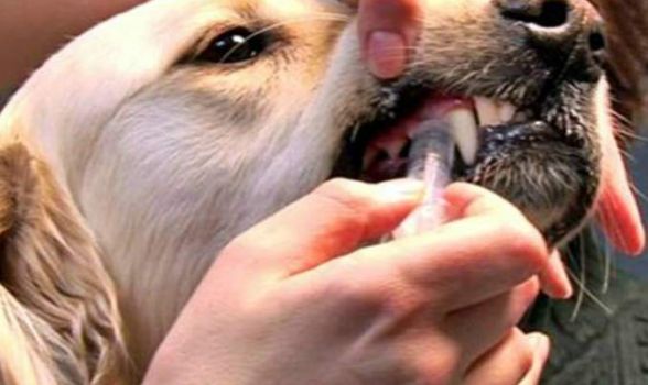 Posso dar dipirona ao meu cachorro?